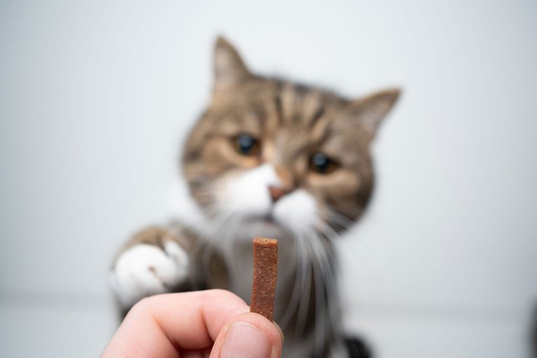 3 Tasty Homemade Treats for Cats