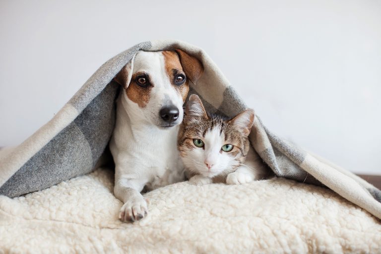 Common Health Issues in Cats and Dogs