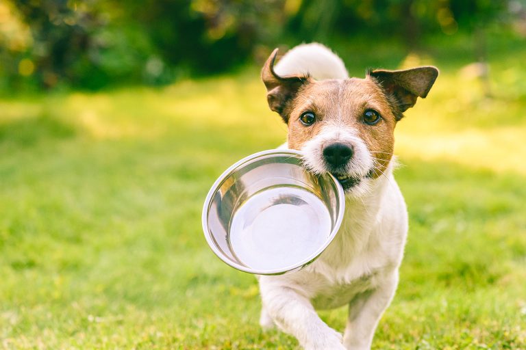 5 Healthy Vet-Approved Dog Foods